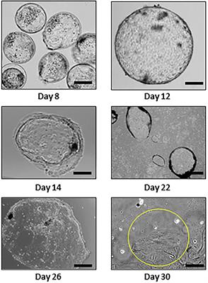 Development of an Improved in vitro Model of Bovine Trophectoderm Differentiation